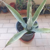 Agave americana