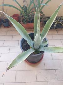 Agave americana