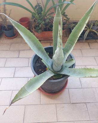 Agave americana