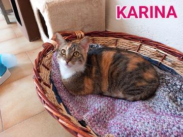 Gatta tricolore da adottare, KARINA
