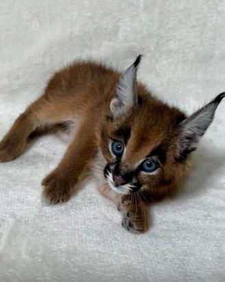 Cucciolo di caracal disponibile