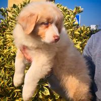 Cuccioli pastore australiano pedigree enci/fci