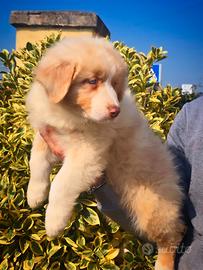 Cuccioli pastore australiano pedigree enci/fci