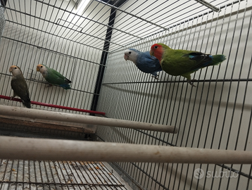 Inseparabili rosecolis