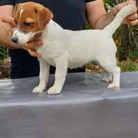 Jack Russell terrier