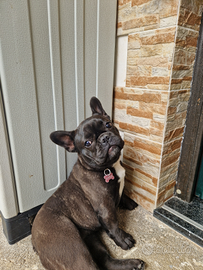 Bulldog francese