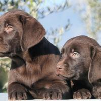 Labrador cuccioli