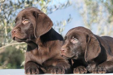 Labrador cuccioli