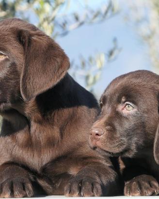 Labrador cuccioli