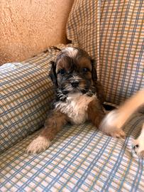 Cuccioli di cane ShihPoo