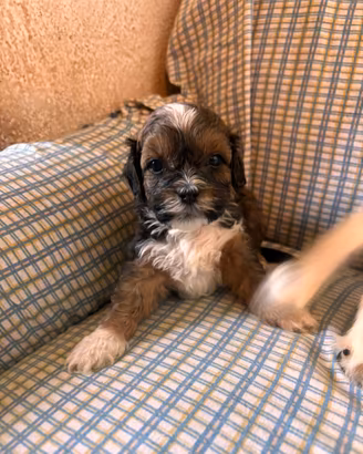 Cuccioli di cane ShihPoo