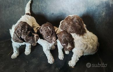 Cuccioli di lagotto romagnolo