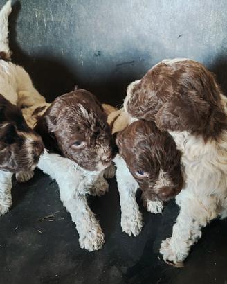 Cuccioli di lagotto romagnolo