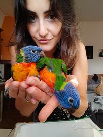 Lori arcobaleno allevato a mano