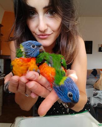 Lori arcobaleno allevato a mano
