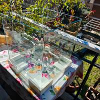 acquario 60 litri amtra