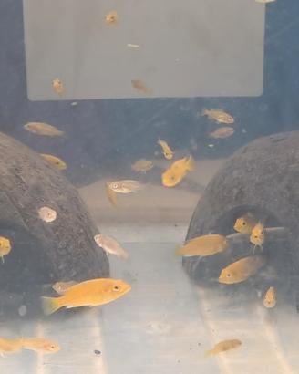 Ciclidi Caeureules