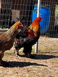 Coppie galline Brahma oro