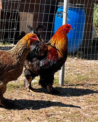 Coppie galline Brahma oro
