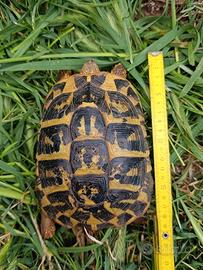 Tartaruga testudo hermanni testuggine