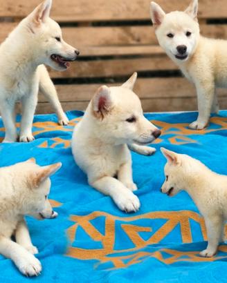 Cucciolo SHIBA Inu con pedigree