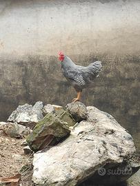 Gallo Plymouth Rock