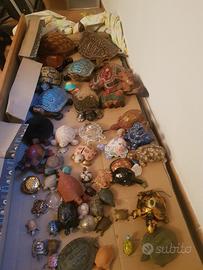 collezione tartarughe