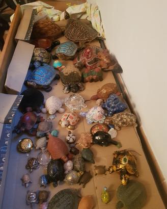 collezione tartarughe
