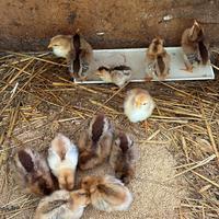 Pulcini di razza Modenese