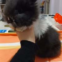 Conigli testa di leone