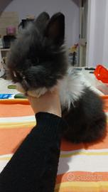 Conigli testa di leone