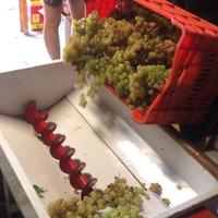 Attrezzatura completa vino