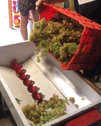 Attrezzatura completa vendemmia fermentazione vino