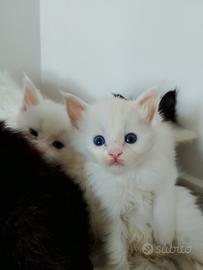 Maine coon