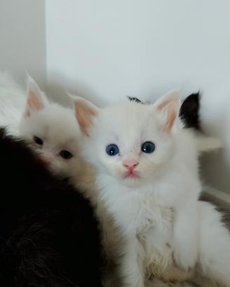 Maine coon