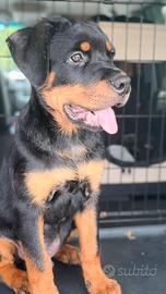 Cuccioli di rottweiler