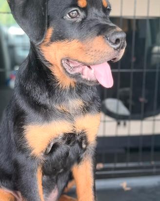 Cuccioli di rottweiler