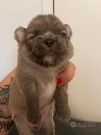 Chihuahua