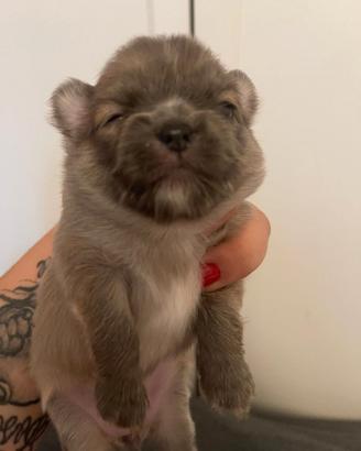 Chihuahua