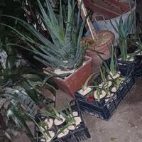 Piante di Aloe Vera