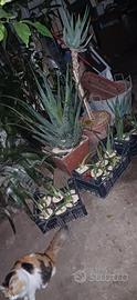 Piante di Aloe Vera