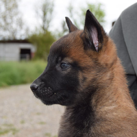 Cuccioli Pastore Belga Malinois