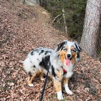 Pastore australiano femmina