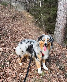 Pastore australiano femmina