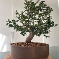 Bonsai ligustro