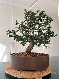 Bonsai ligustro