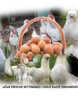 Razze ornamentali