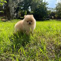 Cuccioli di Pomerania spitz nano