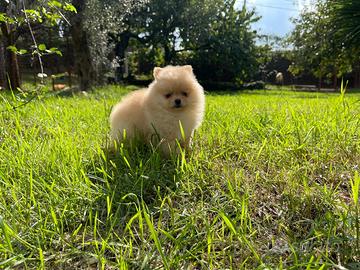 Cuccioli di Pomerania spitz nano