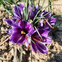 bulbi zafferano diverso calibro